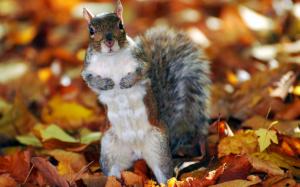 Squirrel, leaves, autumn wallpaper thumb