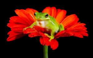 Frog, red flower, black background wallpaper thumb