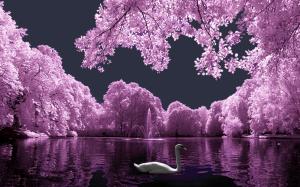 Pink Landscape With White Swan wallpaper thumb