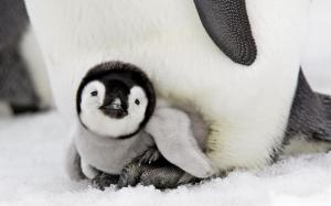 Cute Baby Penguin wallpaper thumb