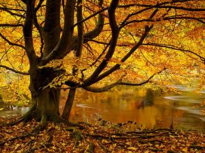 North Yorkshire, England, tree, yellow leaves, pond, autumn wallpaper thumb