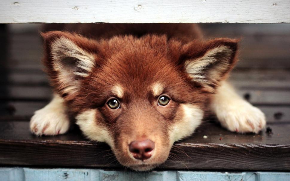 Brown dog, face, eyes wallpaper | animals | Wallpaper Better