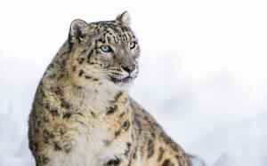Snow leopard, big cat wallpaper thumb