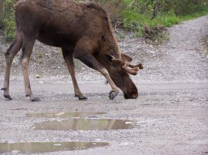 Moose Takes A Drink wallpaper thumb