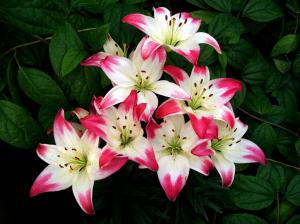 Flowers, lily, red white petals, leaves wallpaper thumb