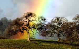 Rainbow Over Hilltop Trees wallpaper thumb