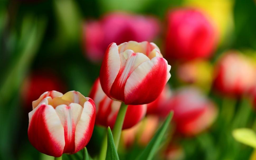 White and red tulips wallpaper | nature and landscape | Wallpaper Better