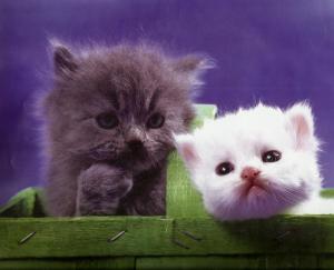 A Gray Kitten A White Kitten In A Basket wallpaper thumb