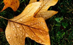 Autumn Leaf with Water Drops wallpaper thumb