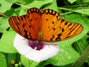 spotted butterfly flower forest orange HD wallpaper thumb