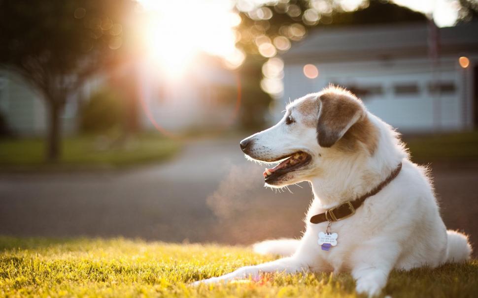 Dog in the sun wallpaper,animals HD wallpaper,2560x1600 HD wallpaper,2560x1600 wallpaper