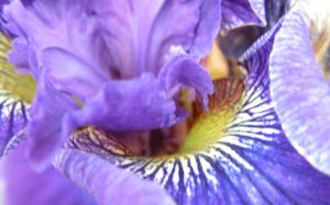Purple Iris wallpaper thumb