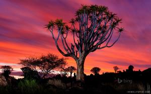 Namibia Quiver Tree wallpaper thumb
