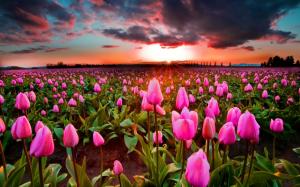 Sunset tulips field wallpaper thumb