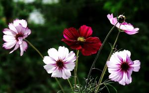 Flowers close-up, pink and white, red wallpaper thumb