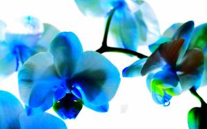Cyan Colored Orchid wallpaper thumb