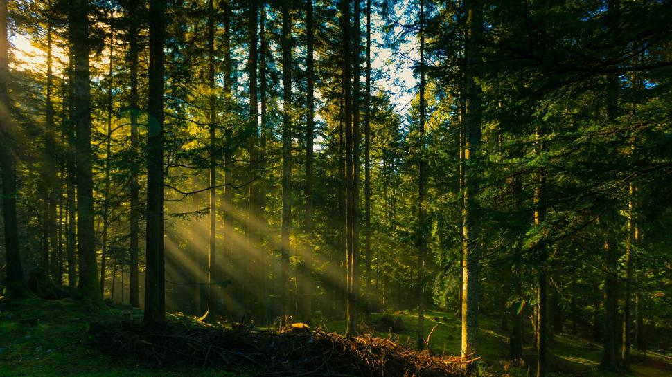 Forest trees, sun rays wallpaper,Forest HD wallpaper,Trees HD wallpaper,Sun HD wallpaper,Rays HD wallpaper,2560x1440 wallpaper
