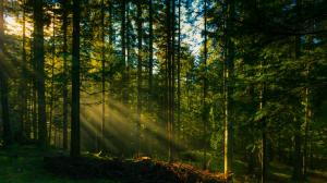 Forest trees, sun rays wallpaper thumb