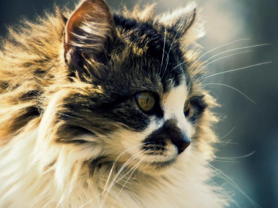 Cat Staring Blur wallpaper,face HD wallpaper,feline HD wallpaper,blur HD wallpaper,animals HD wallpaper,1920x1440 wallpaper