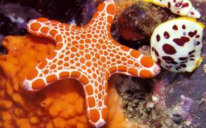 Orange-white Starfish wallpaper thumb