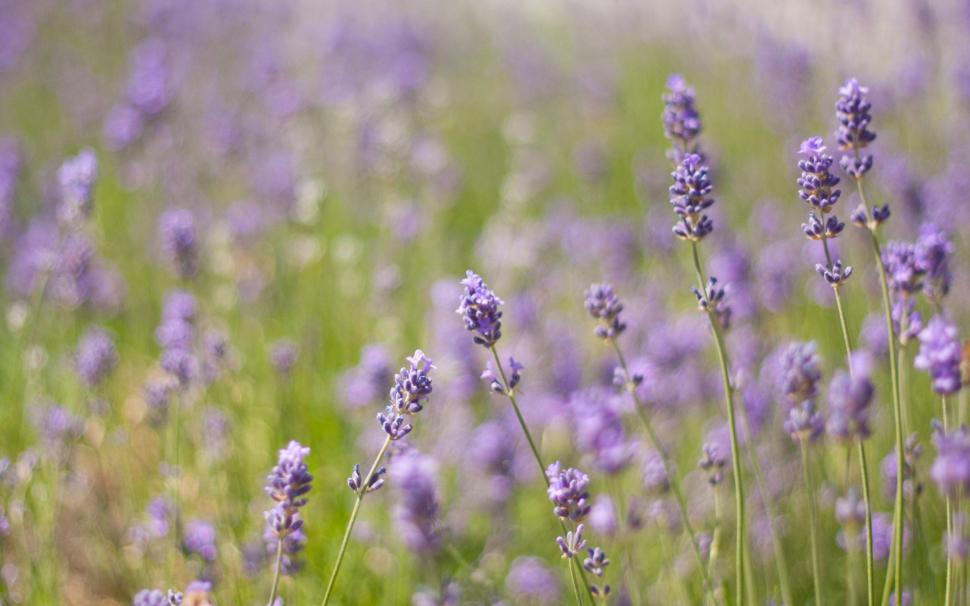 Lavender close-up wallpaper,flowers HD wallpaper,2560x1600 HD wallpaper,grass HD wallpaper,field HD wallpaper,lavender HD wallpaper,2560x1600 wallpaper