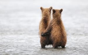 Bear Cub Hug Embrace HD wallpaper thumb