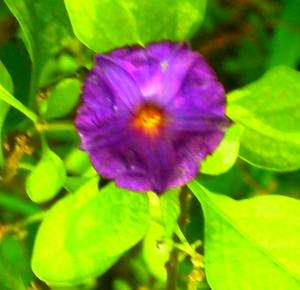 Mini Violet Flower wallpaper thumb