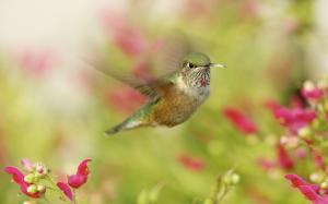 Hummingbirds, bird close-up, in flight, red flowers wallpaper thumb