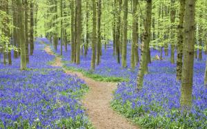 Blue Hyacinth in the forest wallpaper thumb