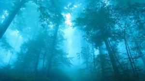 Blue Forest Trees Mist Fog HD wallpaper thumb