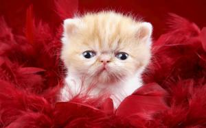 Cute kitten in red feathers wallpaper thumb