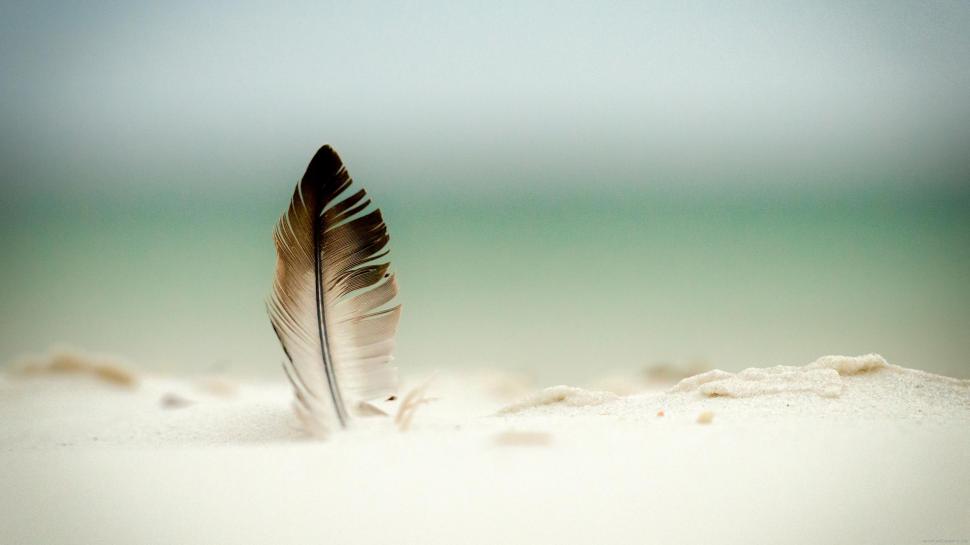 Plume stuck in the sand wallpaper,feather HD wallpaper,sand HD wallpaper,plume HD wallpaper,nature HD wallpaper,2560x1440 wallpaper