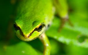 Frog Macro Green HD wallpaper thumb