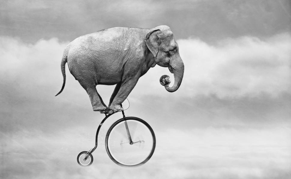 Elephant on bicycle wallpaper,sky HD wallpaper,bicycle HD wallpaper,elephant HD wallpaper,2047x1257 wallpaper