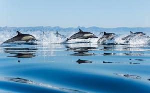 Dolphins in Sea wallpaper thumb