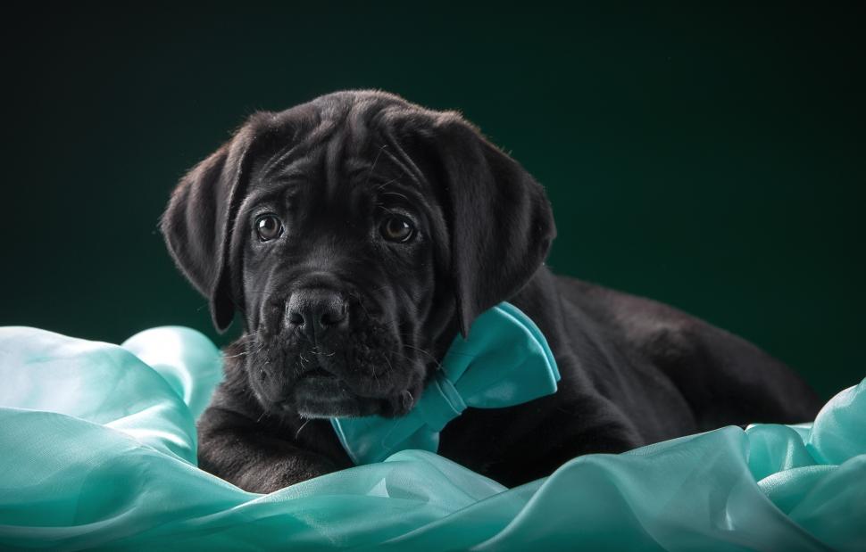 Cane Corso, puppy, butterfly wallpaper,butterfly HD wallpaper,puppy HD wallpaper,cane Corso HD wallpaper,fabric HD wallpaper,tie HD wallpaper,3000x1915 wallpaper