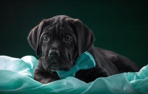 Cane Corso, puppy, butterfly wallpaper thumb