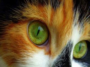 green eyed kitty lovely cat eyes feline kitten HD wallpaper thumb