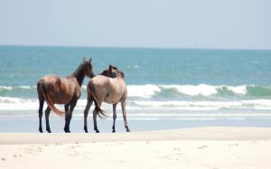 Horses on the beach wallpaper thumb