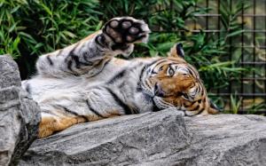Amur tiger wallpaper thumb