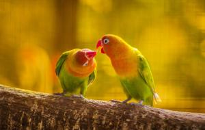 Parrot couple on branch wallpaper thumb