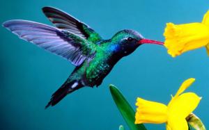 ~beautiful Hummingbird~ wallpaper thumb