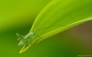 Grasshopper wallpaper thumb
