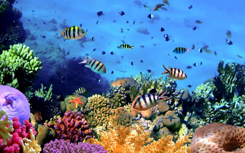 Colorful tropical fish, coral, underwater, ocean wallpaper,Colorful HD wallpaper,Tropical HD wallpaper,Fish HD wallpaper,Coral HD wallpaper,Underwater HD wallpaper,Ocean HD wallpaper,2560x1600 wallpaper