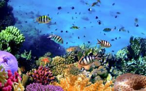 Colorful tropical fish, coral, underwater, ocean wallpaper thumb
