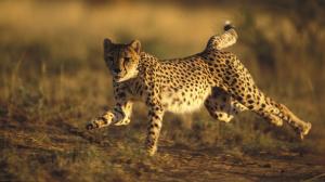 Cheetah Run Stop Action HD wallpaper thumb