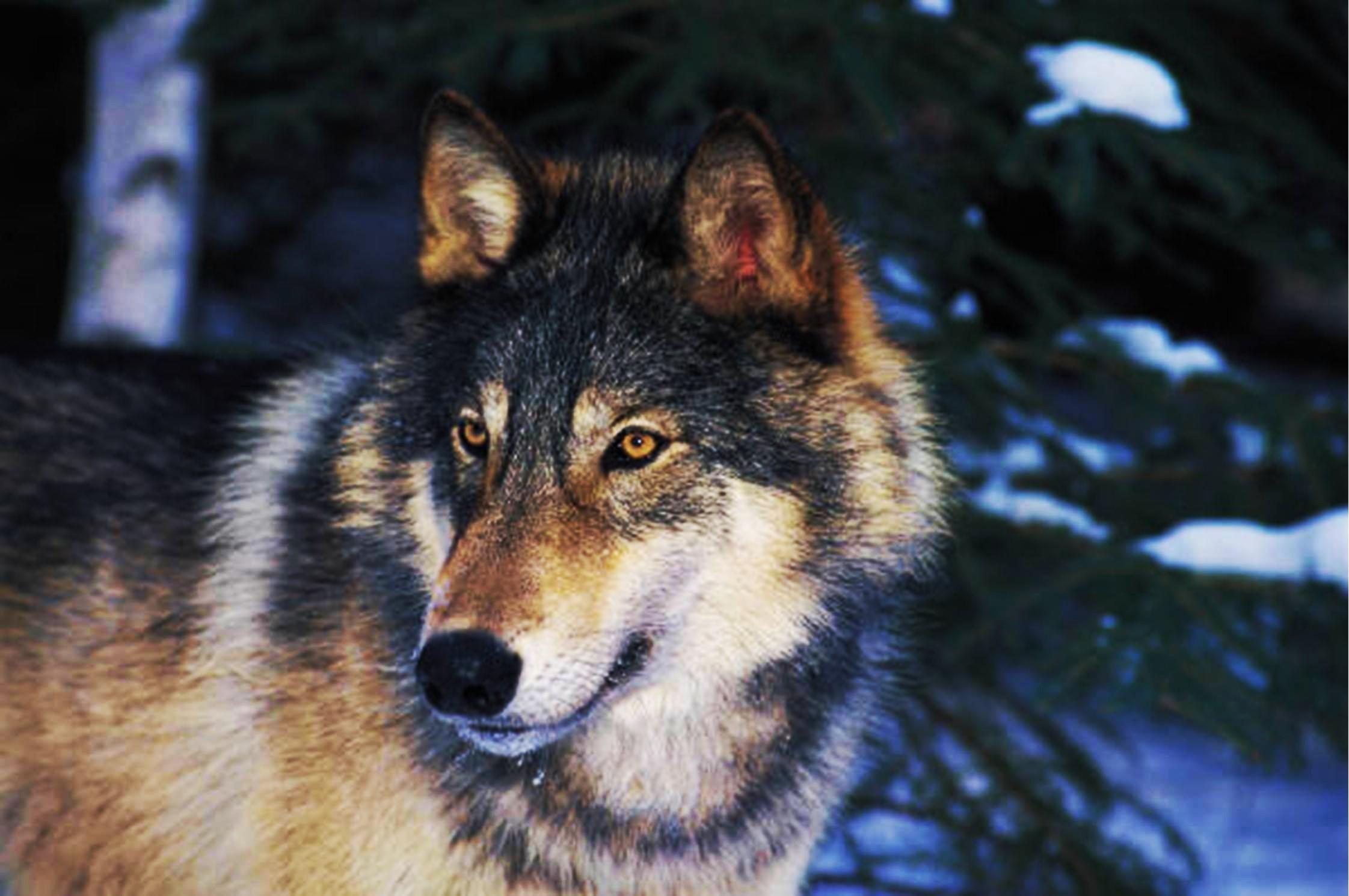 Волк 1 9 5. Хищные животные волки. Волк at. Волк ночью фото. Настя снежные волки.