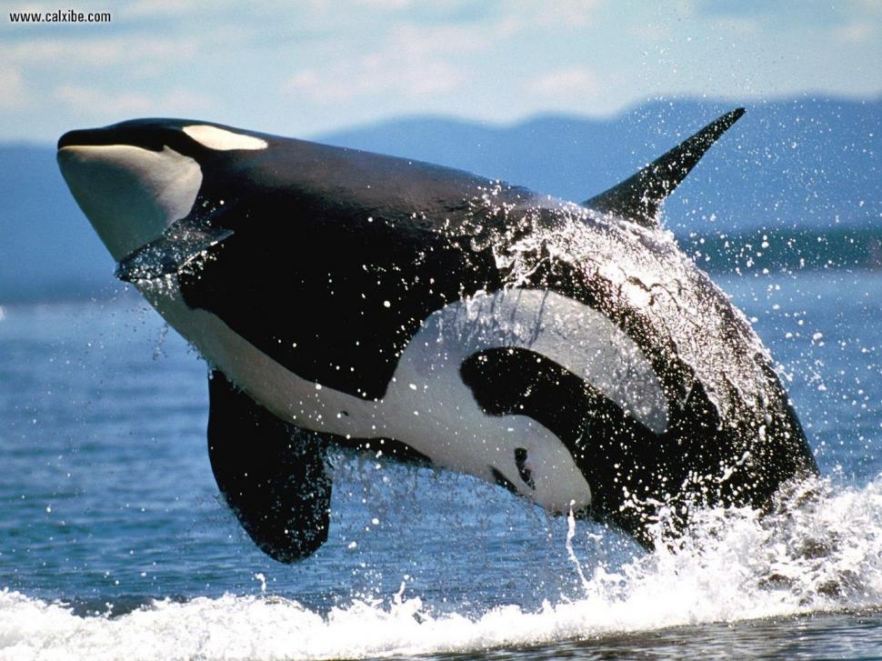 Killer Whale Orca High Definition Nature s wallpaper,killer whales wallpaper,ocean wallpaper,orcas wallpaper,water wallpaper,whale wallpaper,1440x1080 wallpaper
