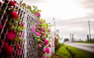 Pink rose flowers, fence, blurry background wallpaper thumb