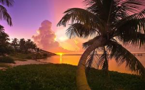 Sunset Landscapes Nature Florida Palm Trees Parks Sea wallpaper thumb